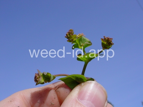pepperweed, clasping
